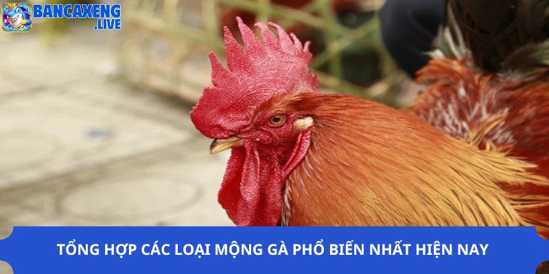 Tổng hợp các loại mộng gà phổ biến nhất hiện nay