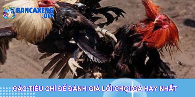 Các tiêu chí để đánh giá lối chọi gà hay nhất Các tiêu chí để đánh giá lối chọi gà hay nhất