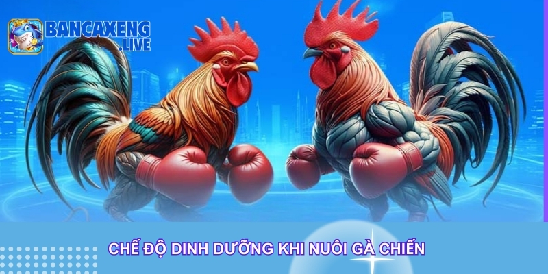 Chế độ dinh dưỡng khi nuôi gà chiến Chế độ dinh dưỡng khi nuôi gà chiến
