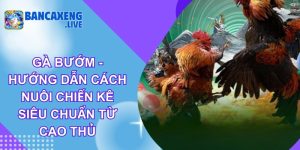 Gà Bướm - Hướng Dẫn Cách Nuôi Chiến Kê Siêu Chuẩn Từ Cao Thủ