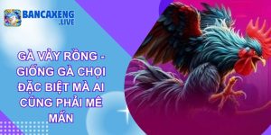 Gà Vảy Rồng - Giống Gà Chọi Đặc Biệt Mà Ai Cũng Phải Mê Mẩn