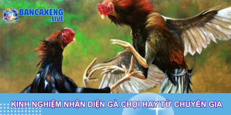 Kinh nghiệm nhận diện gà chọi hay từ chuyên gia Kinh nghiệm nhận diện gà chọi hay từ chuyên gia