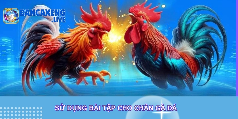 Sử dụng bài tập cho chân gà đá Sử dụng bài tập cho chân gà đá
