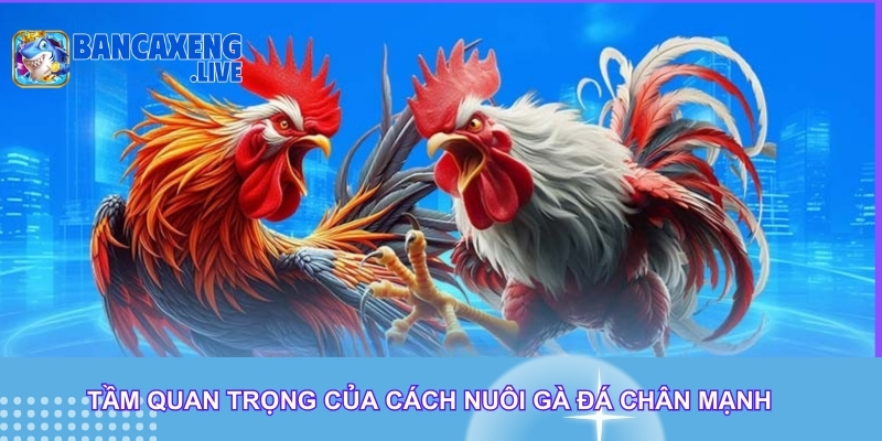 Tầm quan trọng của những cách nuôi gà đá chân mạnh Tầm quan trọng của những cách nuôi gà đá chân mạnh